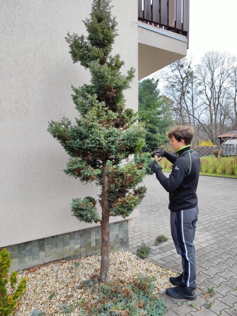 Údržba zahrad Třinec Lyžbice – stříhání stromu
